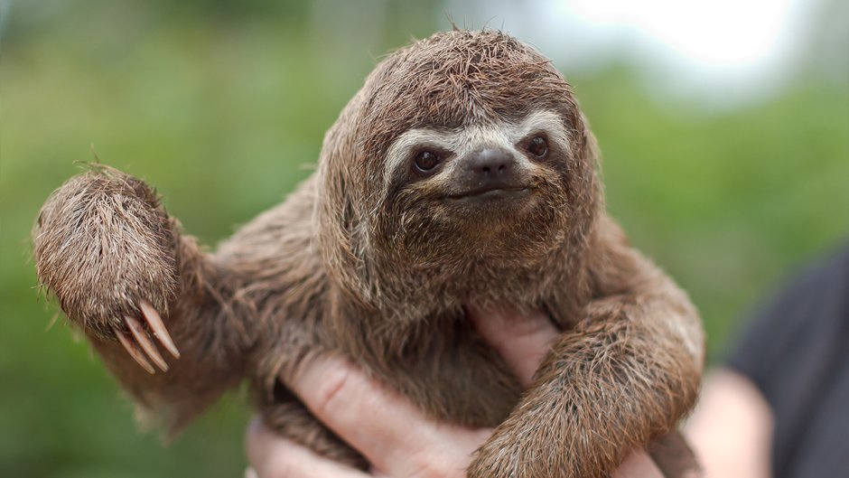 Bradypus pygmaeus