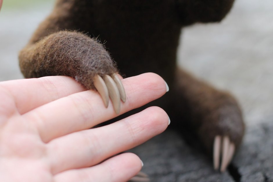 Bradypus torquatus – Ленивец ошейниковый