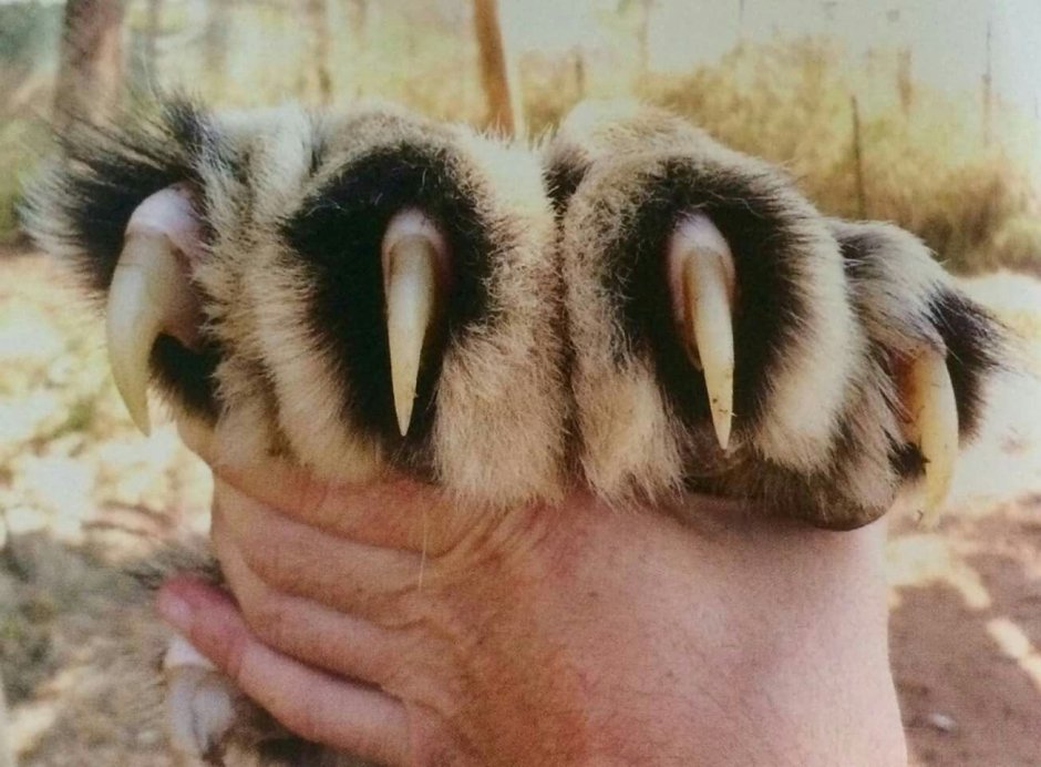 Лапка коалы