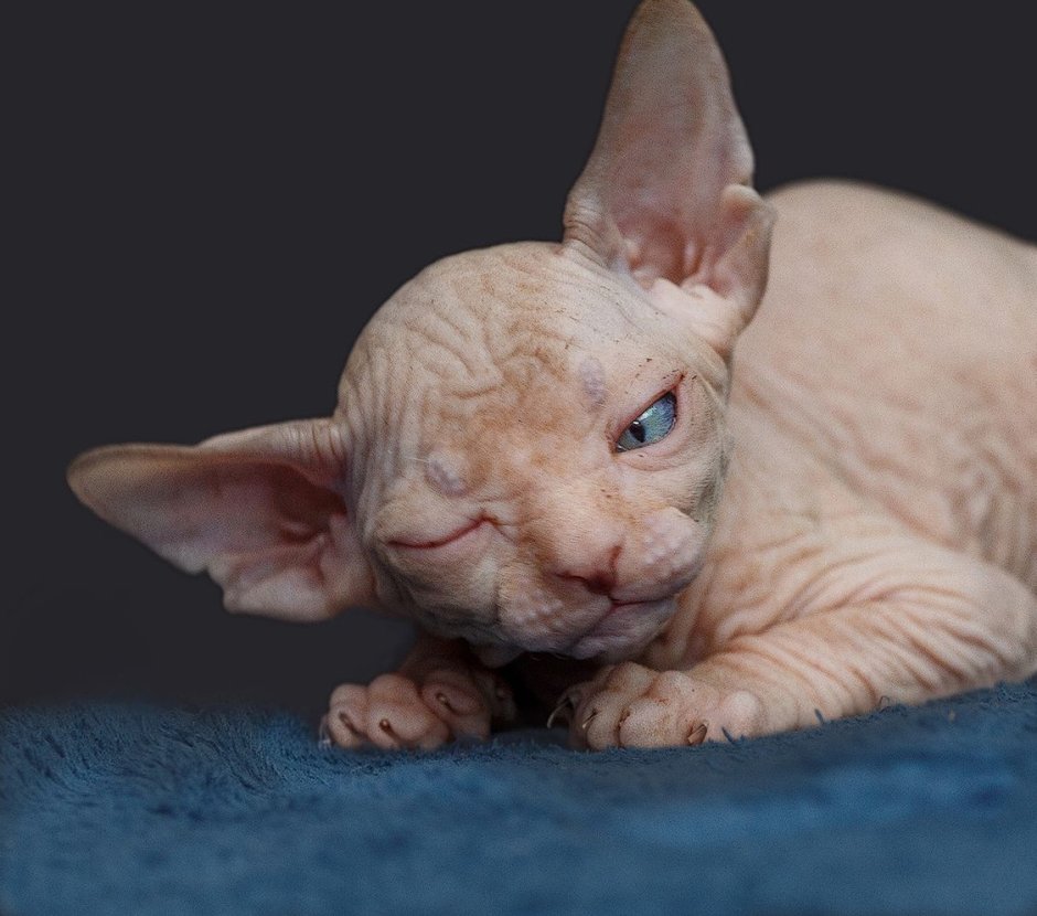 Сфинкс кошка