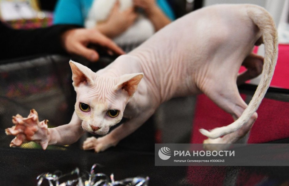Лапы сфинкса