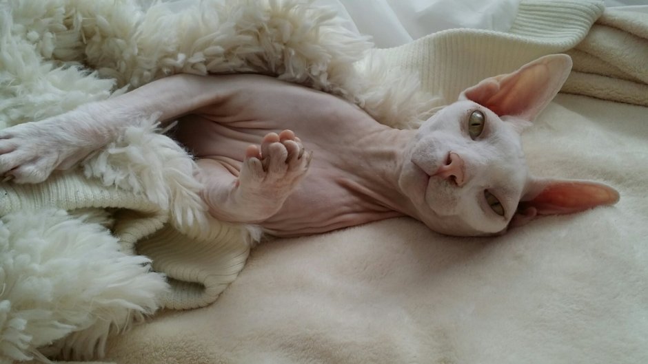 Кот сфинкс