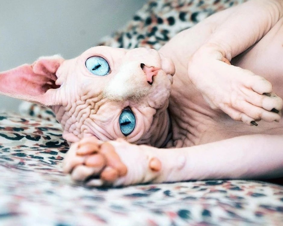 Сфинкс сбоку кот