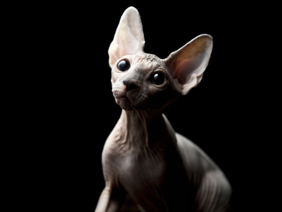 Cat without Skin