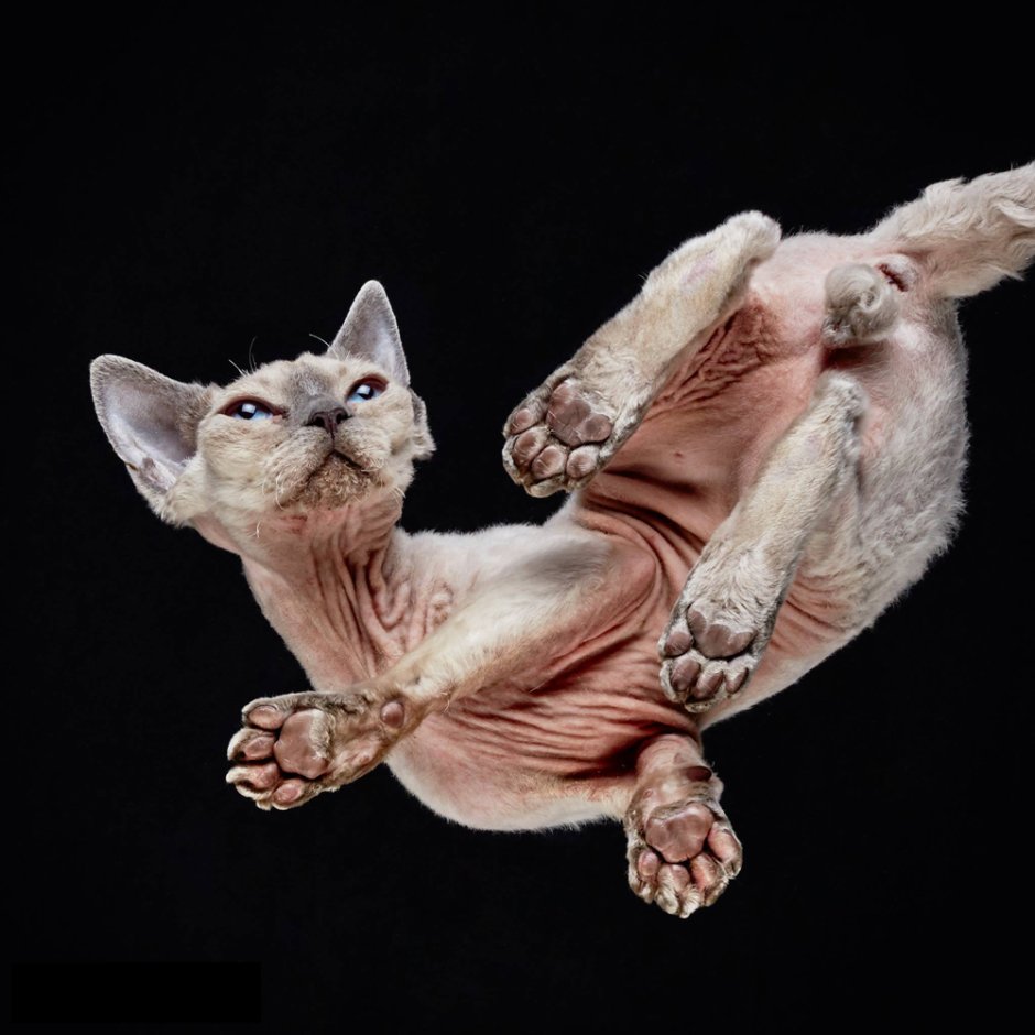Кошачий фотограф Андриус Бурба