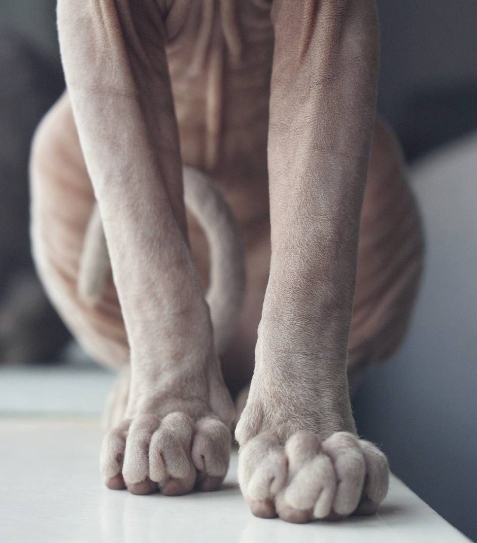 Cat Sphinx aesthetic