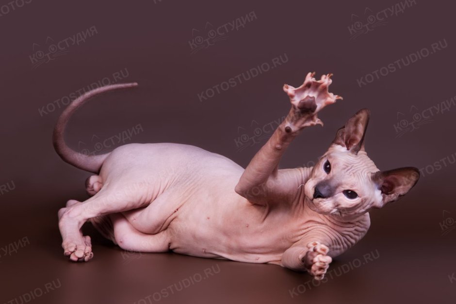 Лапы сфинкса кота