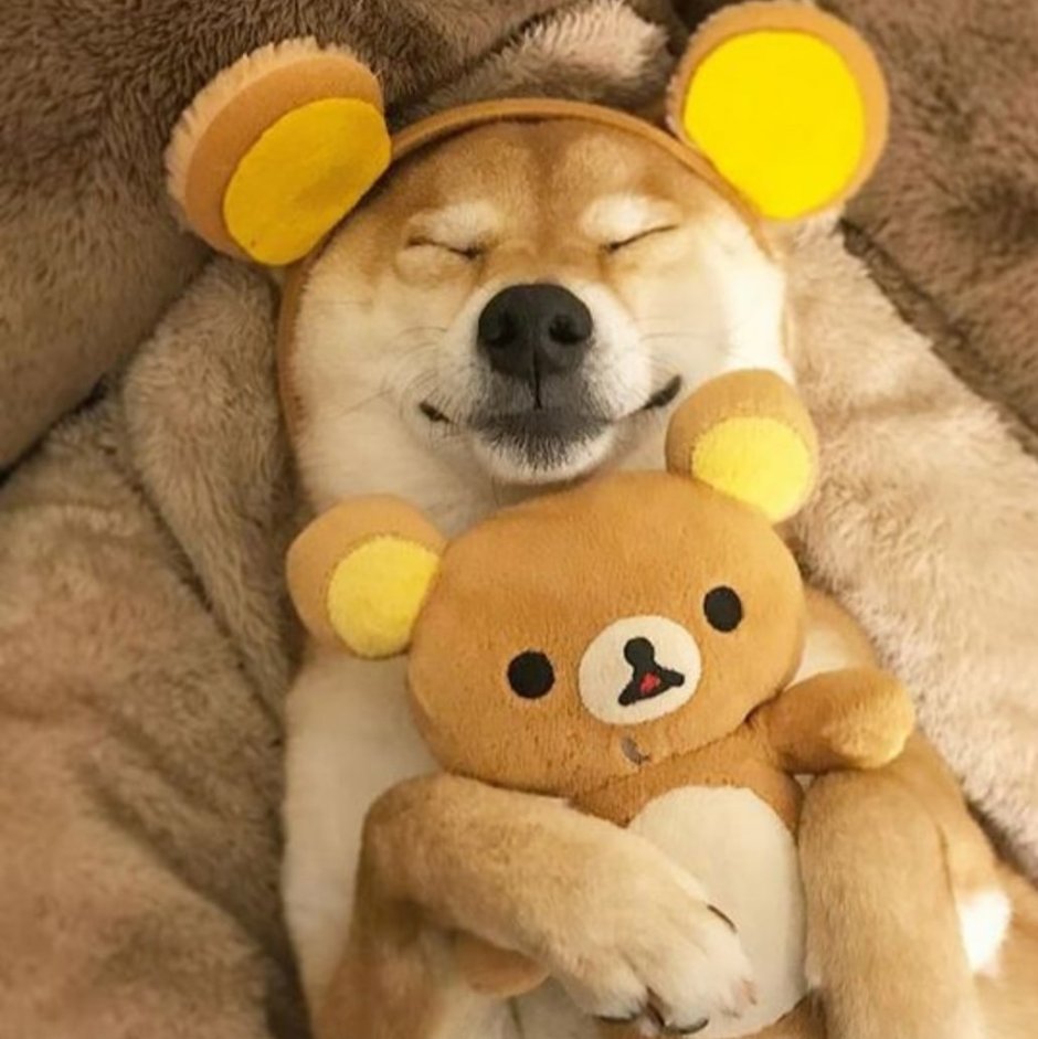 Сиба ину и медведь