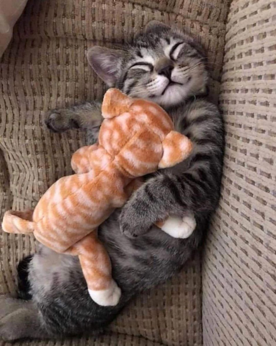Вельш корги спит
