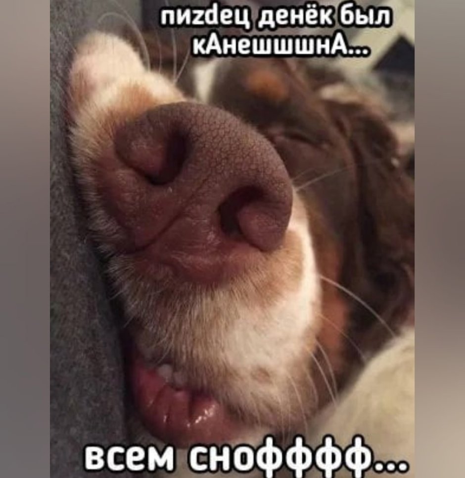 Собака под одеялом