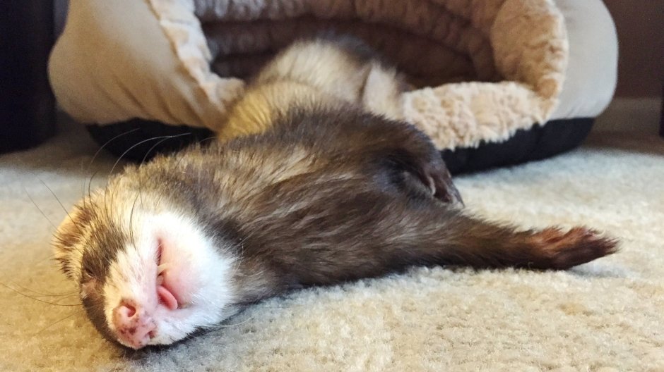 Котенок спит