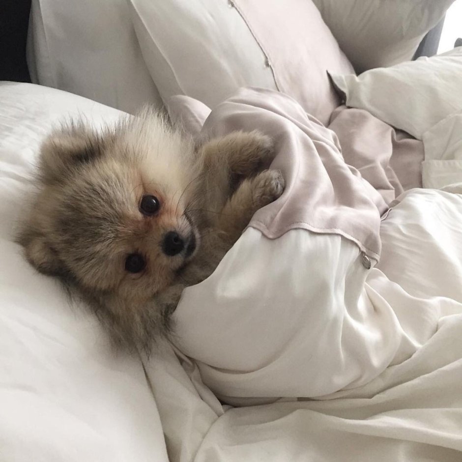 Коала спит