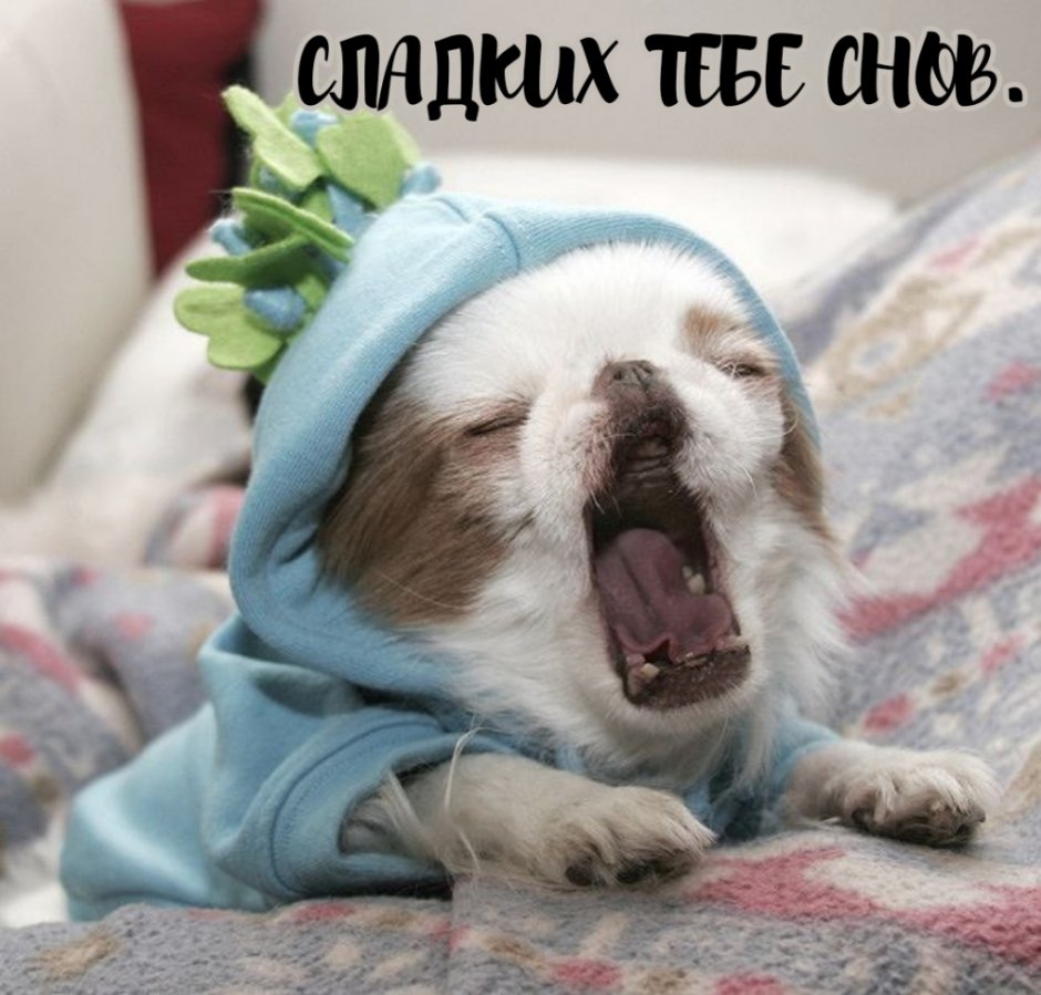 Коала спит
