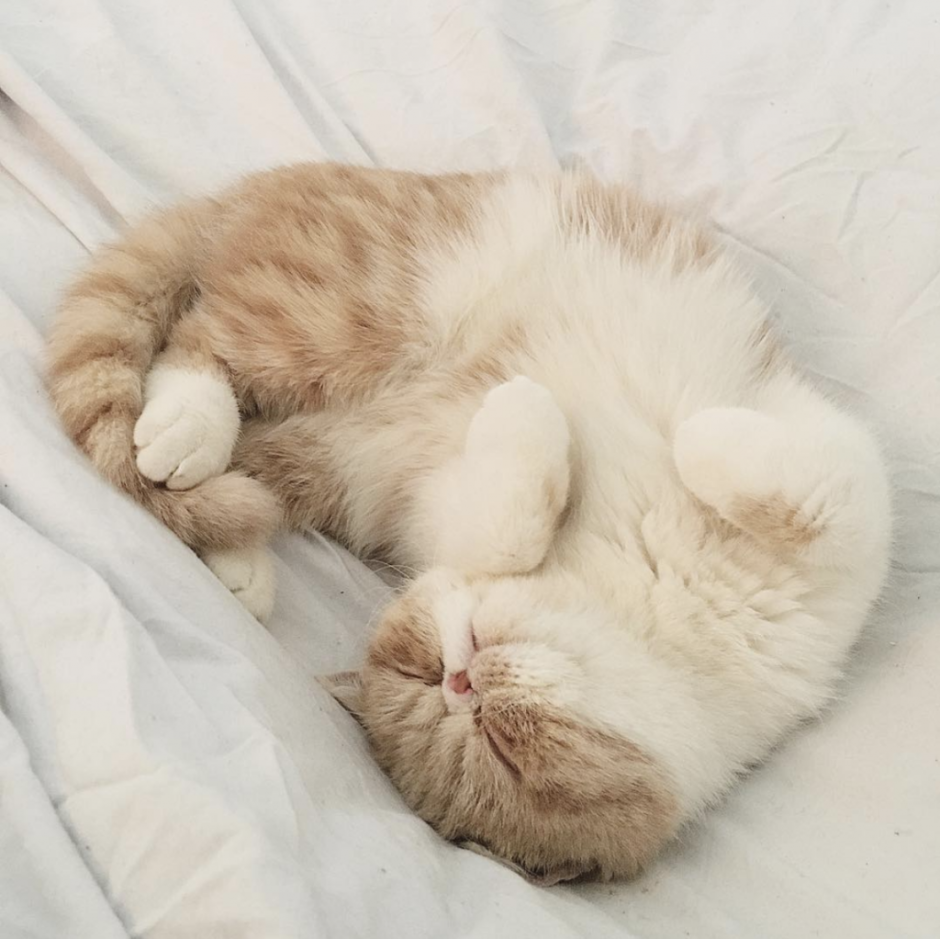 Щенок вельш корги спит