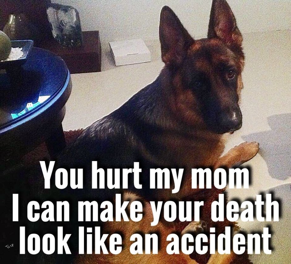 German Shepherd немецкая овчарка