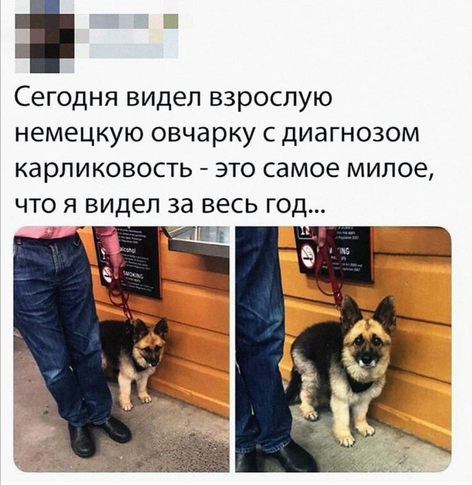 Немецкая овчарка самый богатый пес на земле