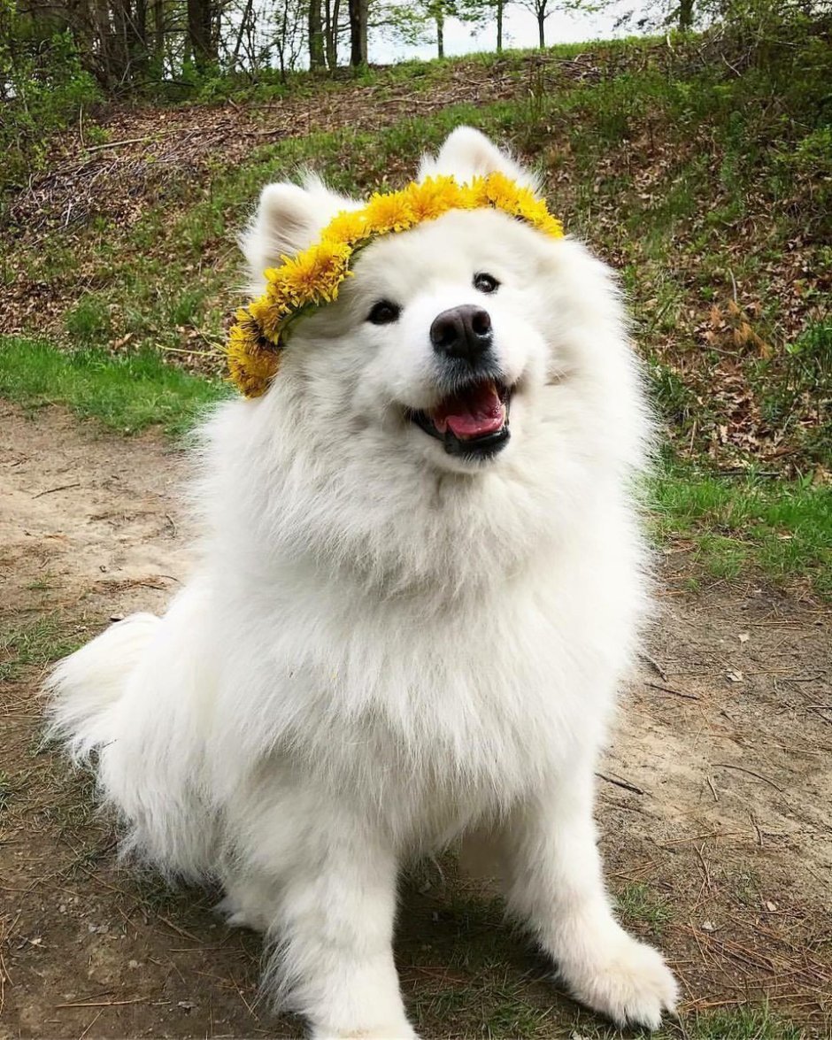 Страшный кот