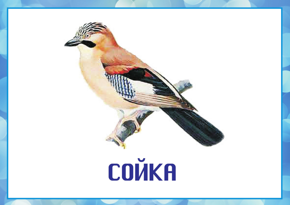 Зимняя Сойка