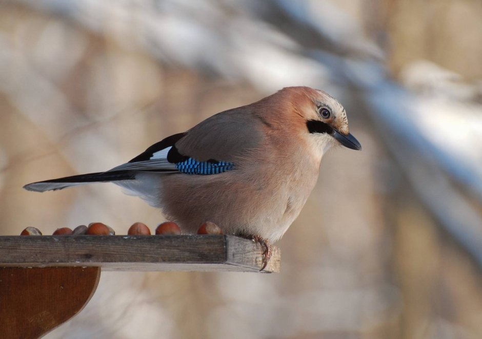 Robbie Begg photo. Birds Winter