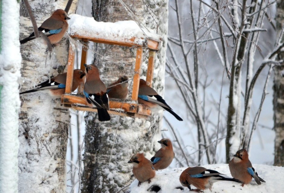 Danita Delimont Offset Bird