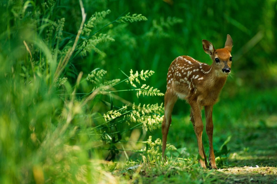 Tiger and Baby Deer