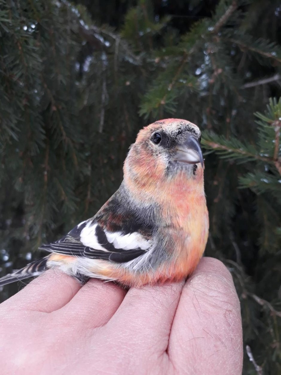 Loxia leucoptera белокрылый Клест