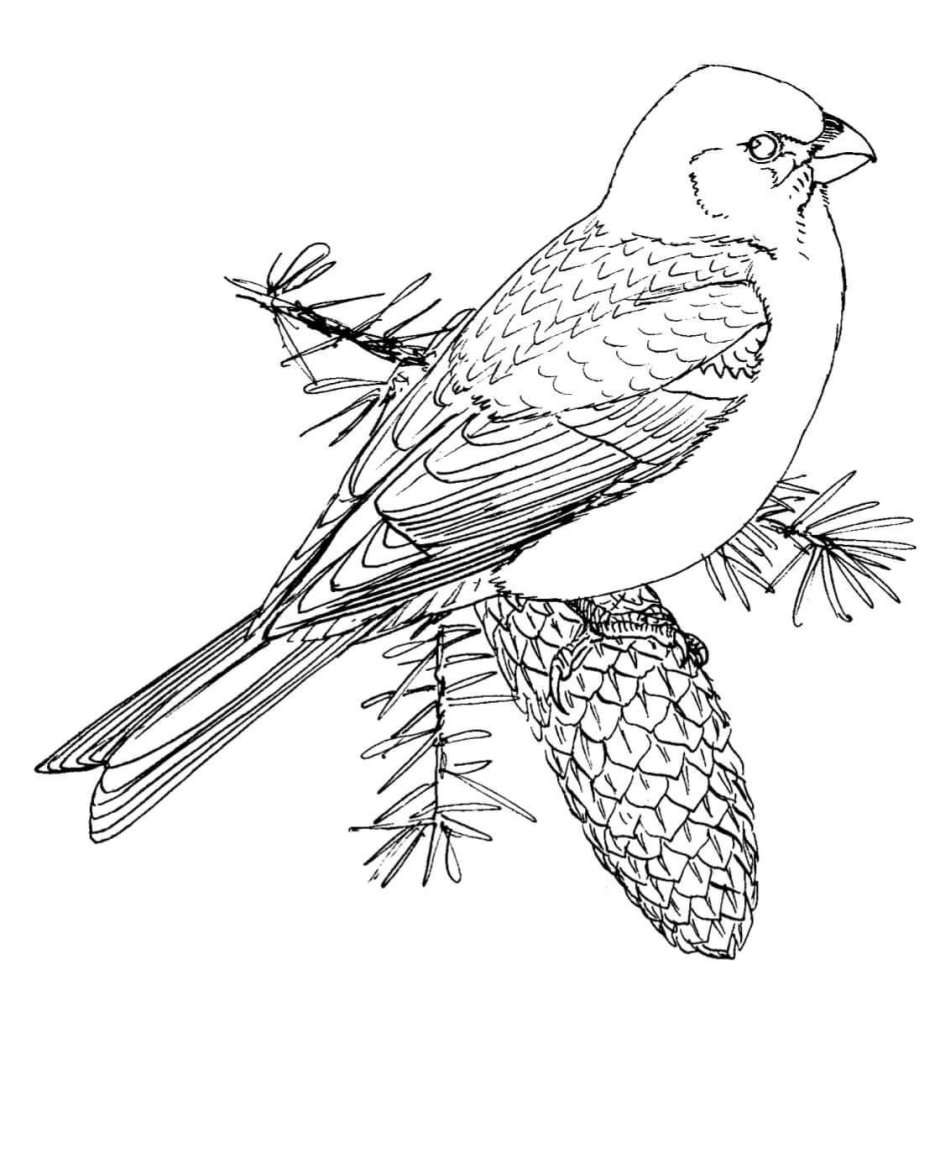 Клест рябинник