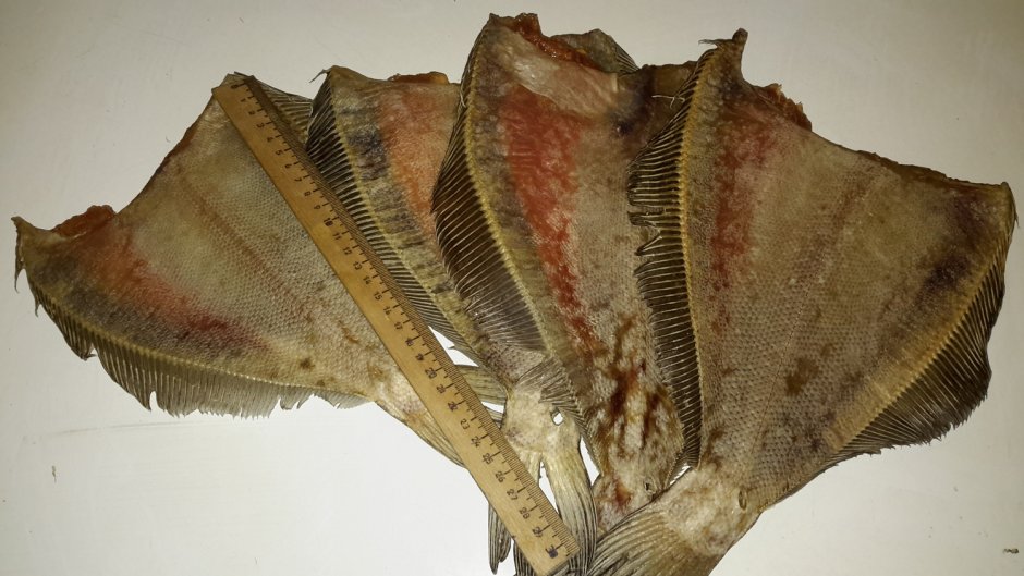 Морской ёрш камбала