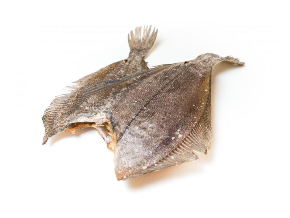 Морской ёрш камбала