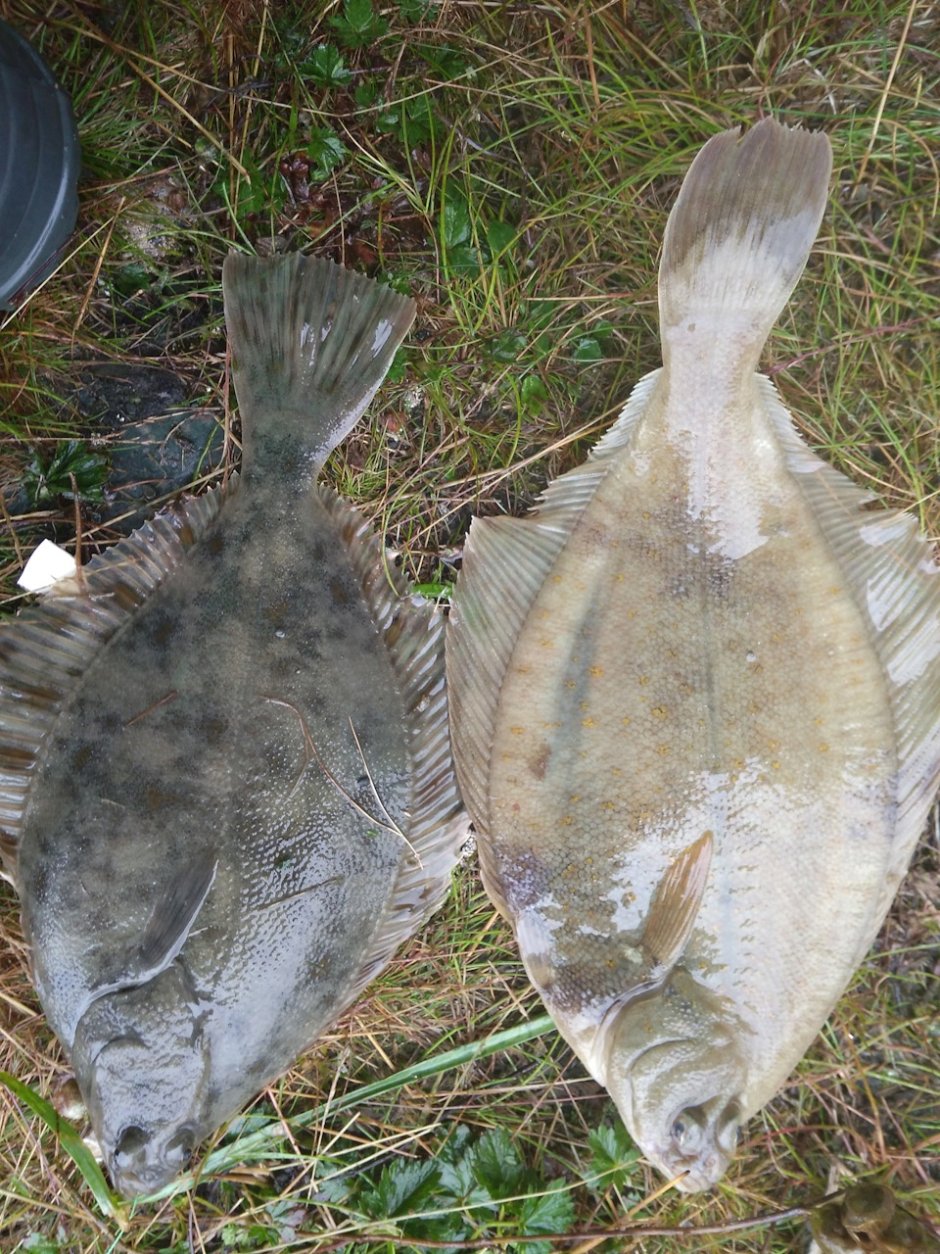 Морской ёрш камбала