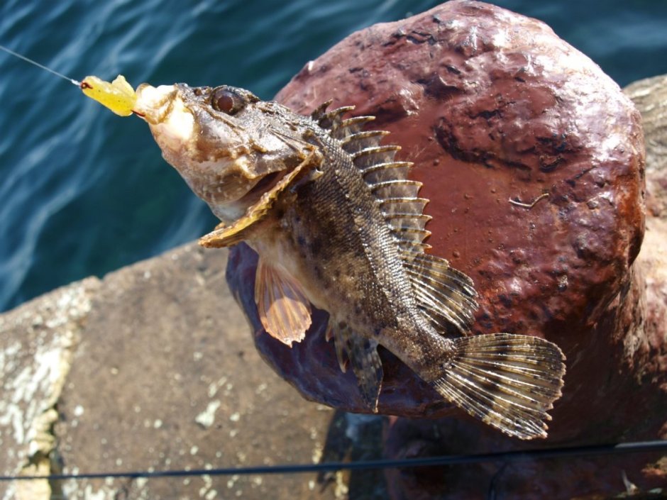 Морской Ерш скорпена