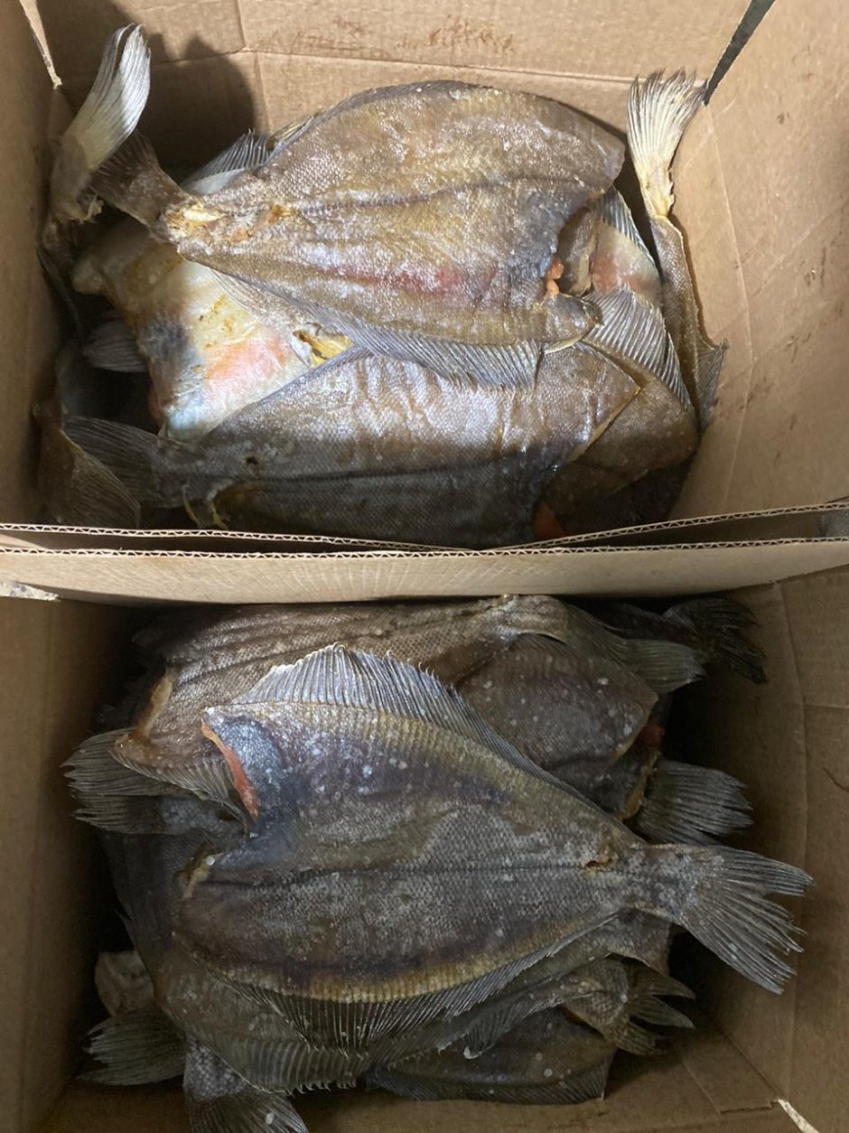 Морская камбала (pleuronectes platessa)