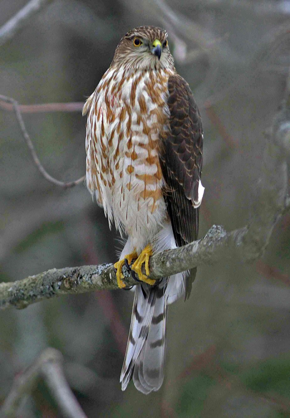 Sharp-Shinned Hawk