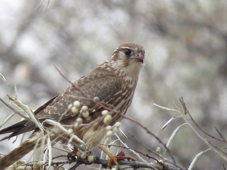 Дербник (Falco columbarius)