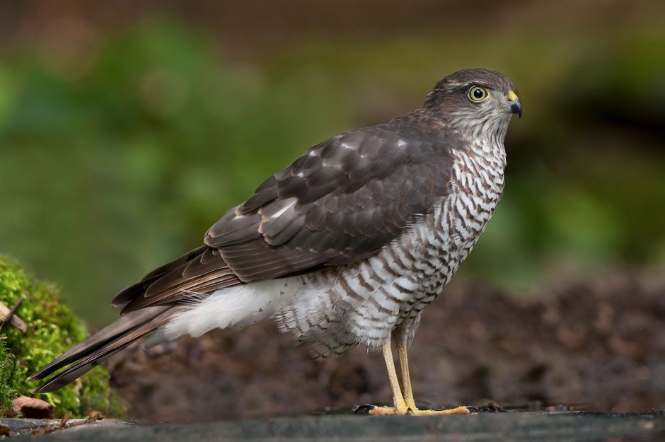Eurasian Sparrowhawk