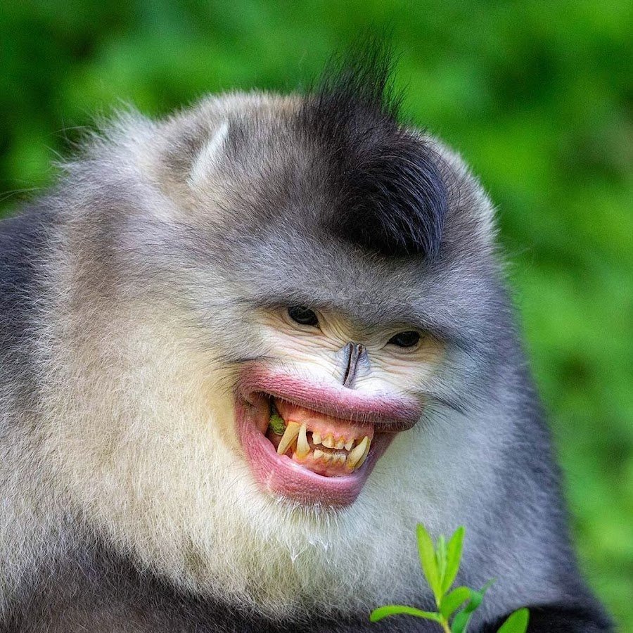 Обезьяна удивлена