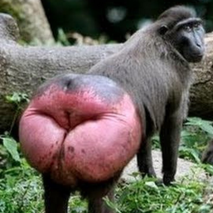 Обезьяна с красным задом