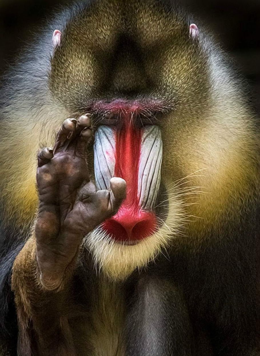 Волосатая обезьяна