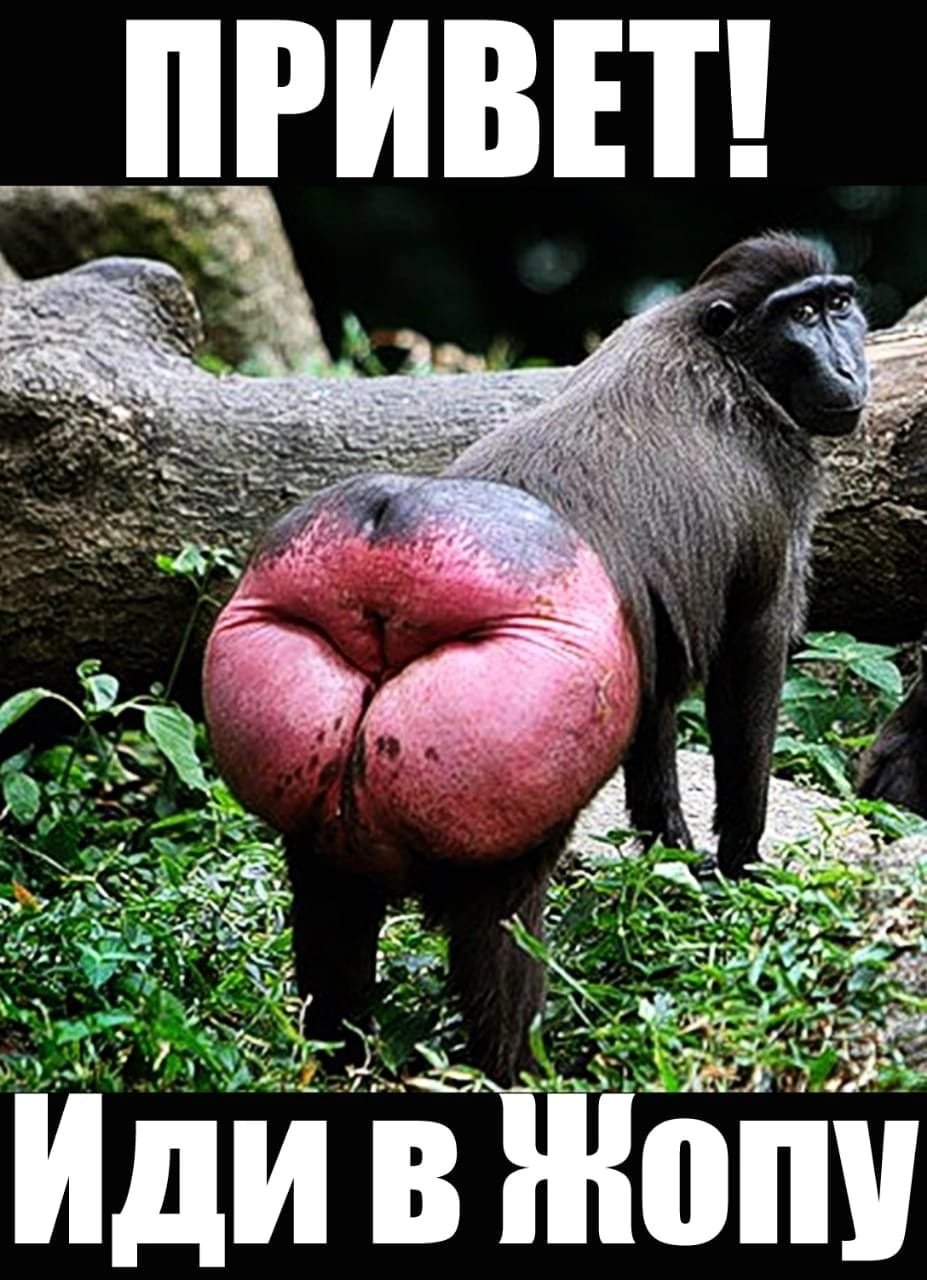 Павиан гамадрил самки