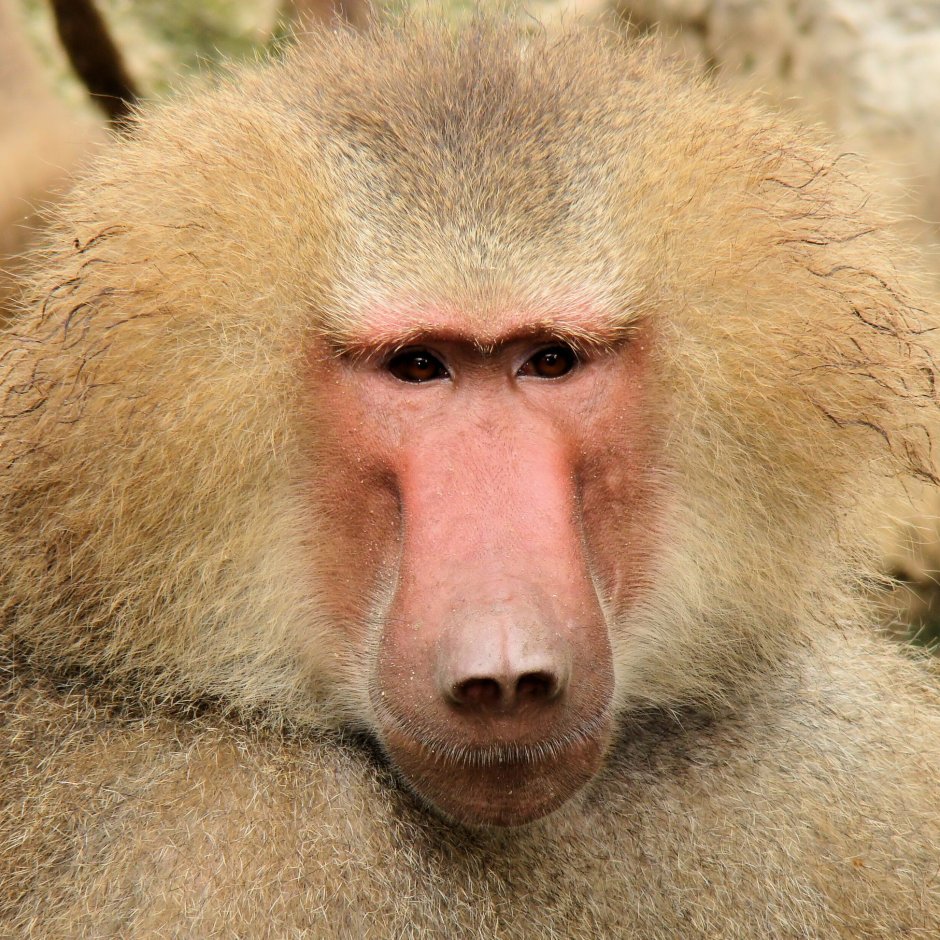 Картинки бабуина
