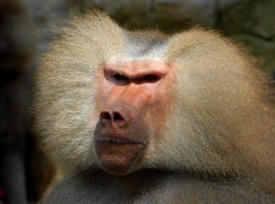 Женя обезьяна