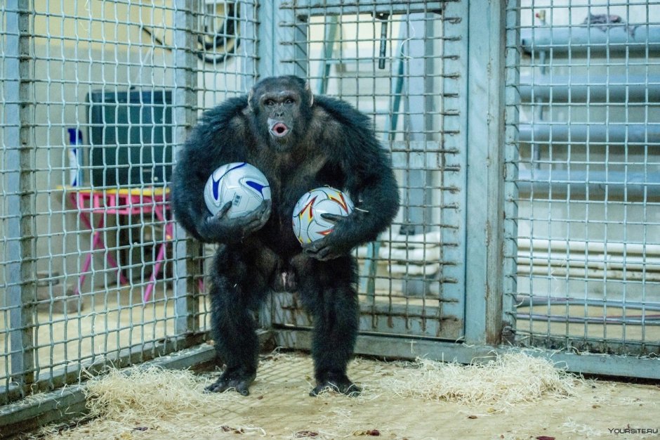 Мандрил Король Лев