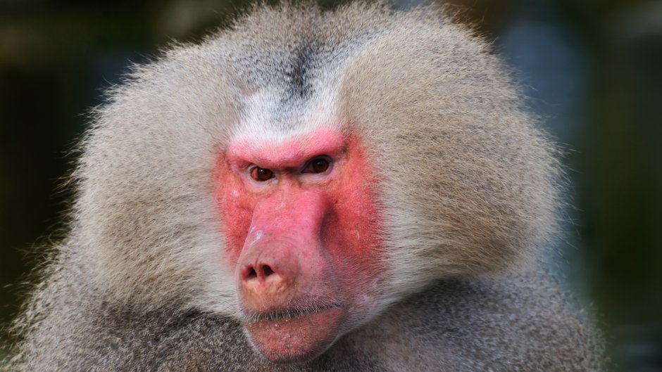 Макака павиан