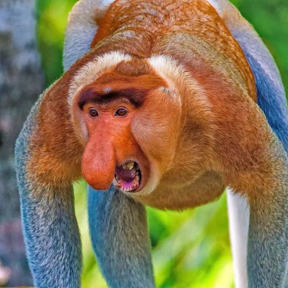 Мандрил детеныш