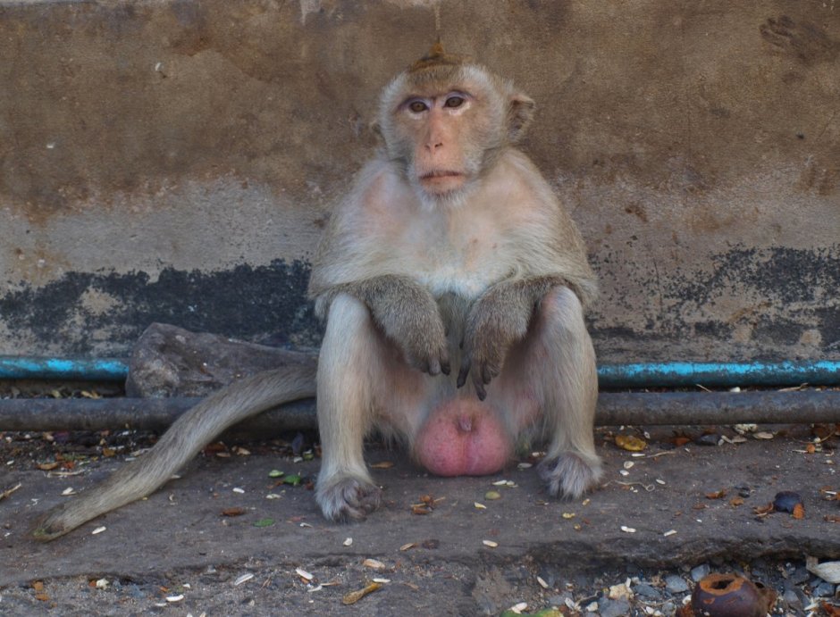 Яйца макаки