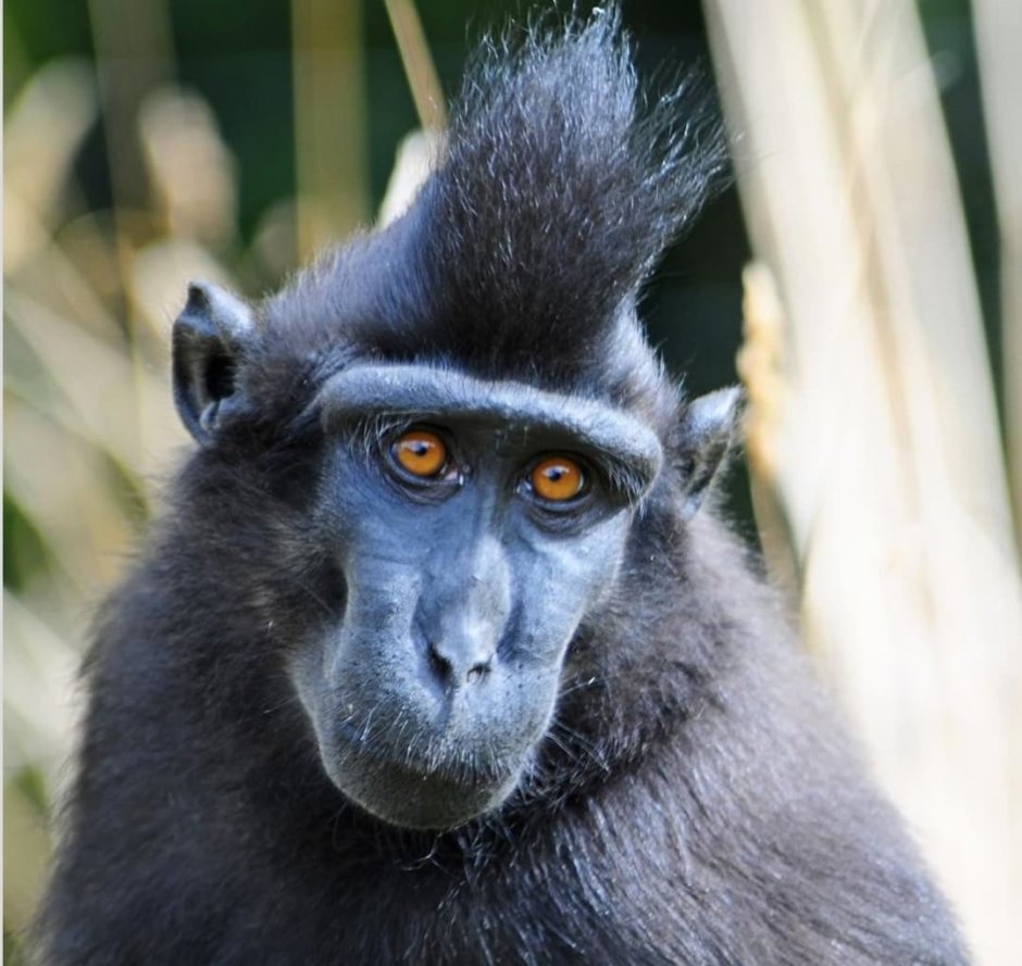 Кирилл гамадрил