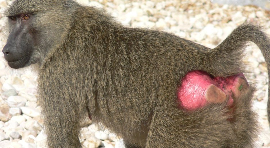 Макака сирапука