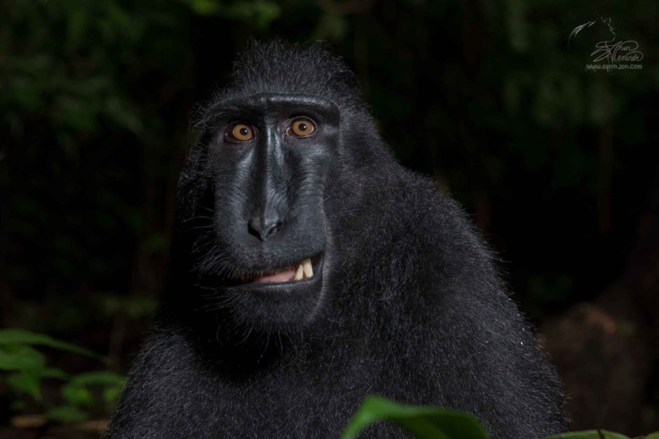 Черная хохлатая макака