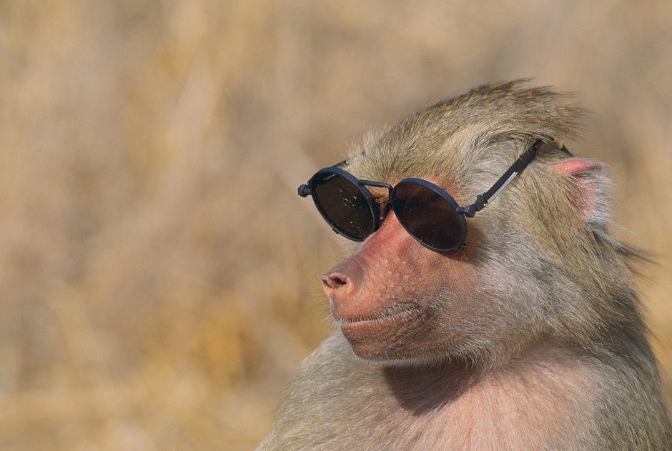 Роберт макака