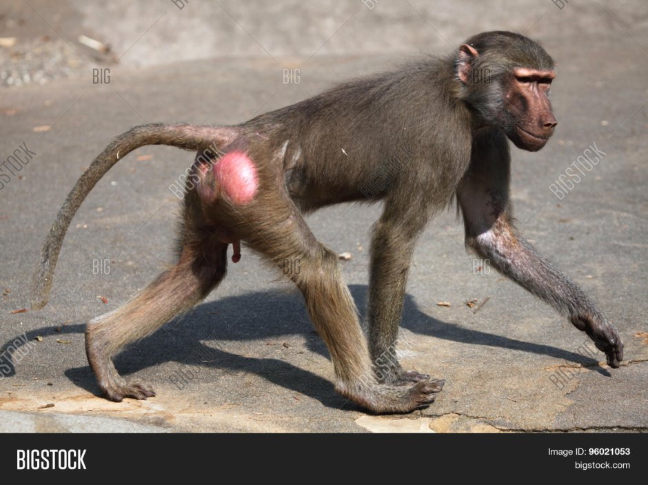 Бабуин смеется